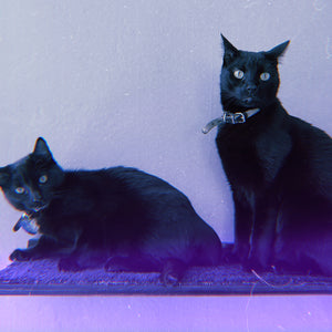 Sadist Alley Cat : 2 Colors : Black Cat Rescue Donation